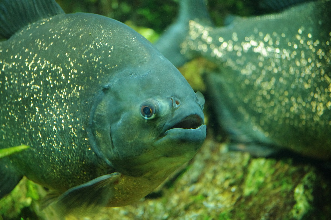 Karpis, Žuvis, Akvariumas, Žvejyba, Jūrų, Povandeninis, Gyvūnas, Atogrąžų, Gyvenimas, Vandens