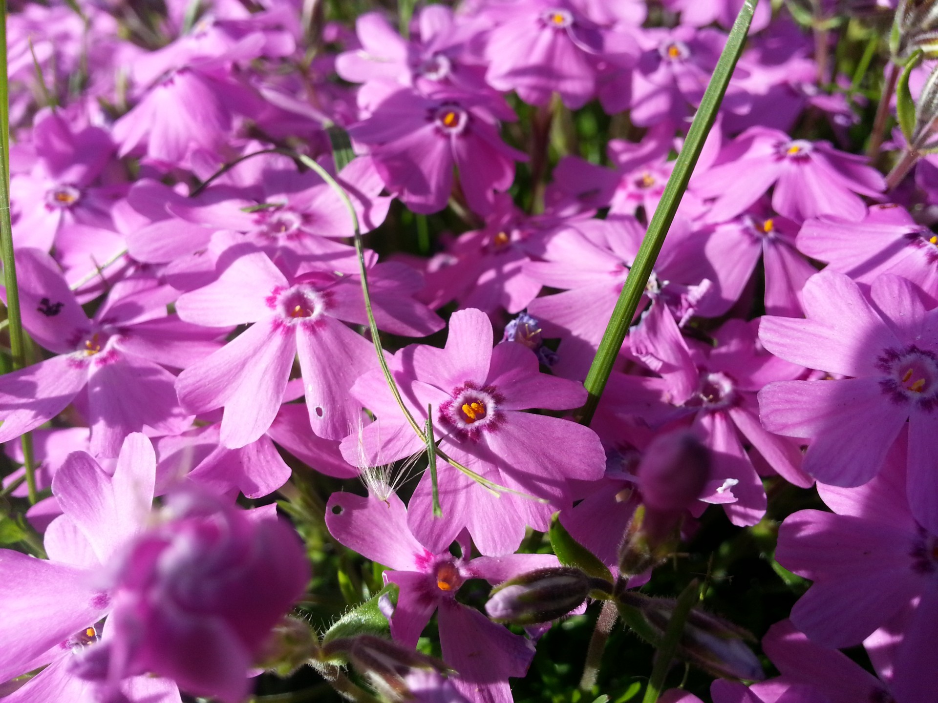 Gėlė,  Pavasaris,  Violetinė,  Gamta,  Sodas,  Žiedas,  Žydėti,  Gėlių Kilimas, Nemokamos Nuotraukos,  Nemokama Licenzija