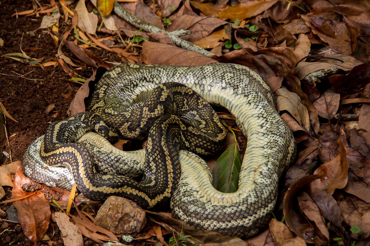 Kilimų Python, Miręs, Gyvatė, Suvynioti, Lapai, Juoda, Geltona, Australia, Queensland, Oda