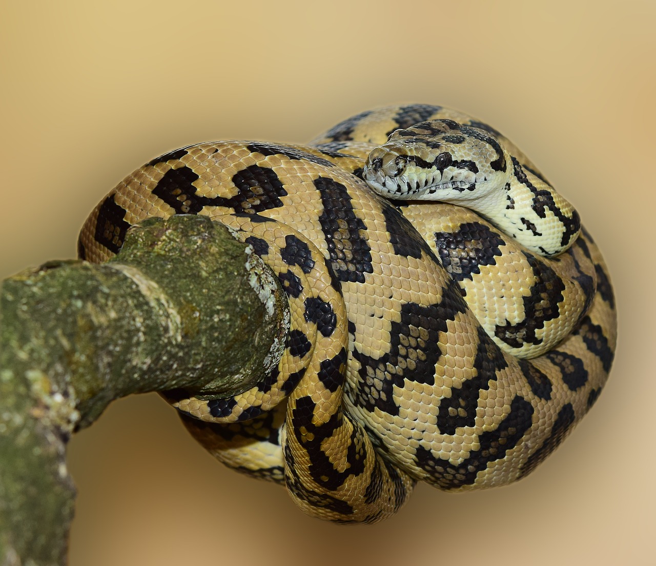 Kilimų Python, Gyvatė Gyvatė, Gyvūnų Pasaulis, Gamta, Skalė, Modelis, Uždaryti, Constrictor, Australia, Gražus