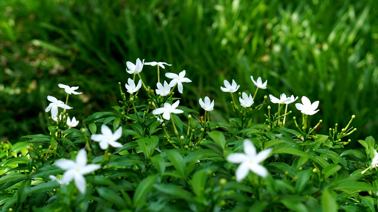 Kilimų Baltos Gėlės, Žalias, Fonas, Nemokamos Nuotraukos,  Nemokama Licenzija