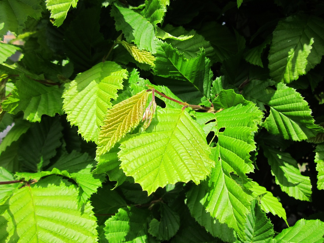 Carpinus Betulus,  Europos Graviūros,  Bendras Graužikas,  Medis,  Krūmas,  Apsidraudimas,  Lapai,  Botanika,  Flora,  Rūšis