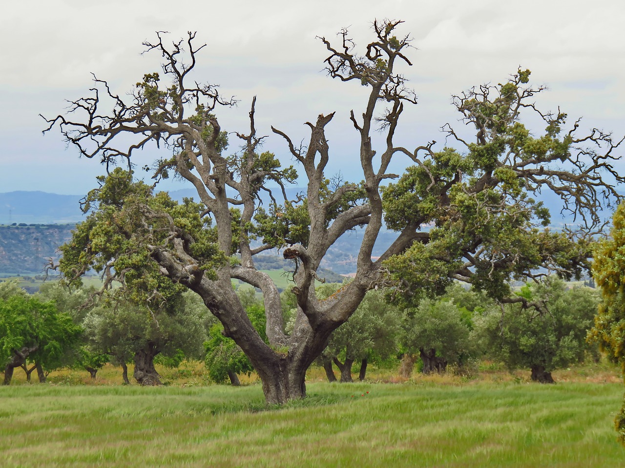 Carrasca, Encina, Medis, Senas, Gamta, Augalas, Kraštovaizdis, Žalias, Filialai, Quercus