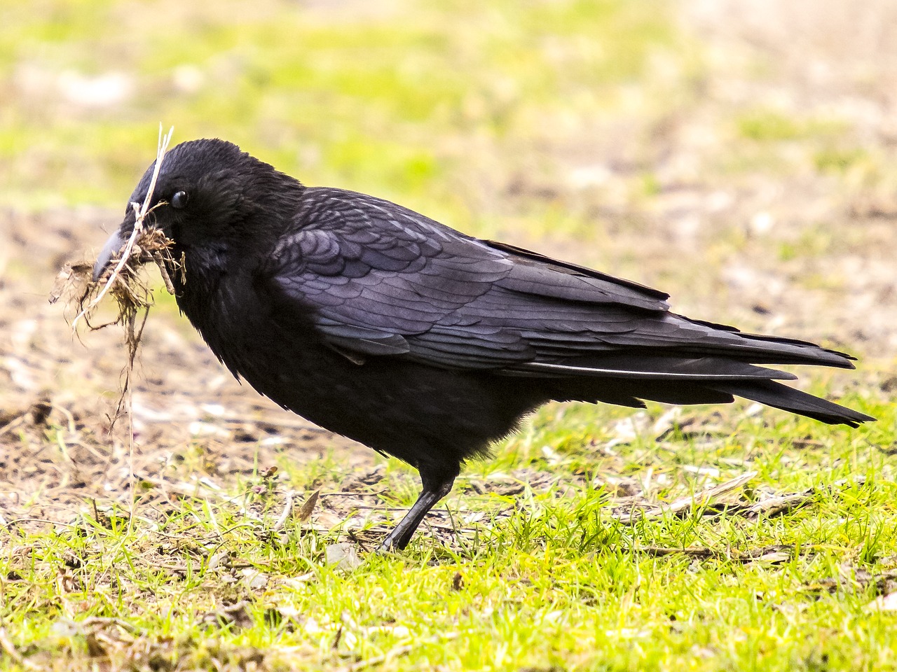 Carrion Varna, Varna, Paukštis, Gamta, Gyvūnas, Nemokamos Nuotraukos,  Nemokama Licenzija