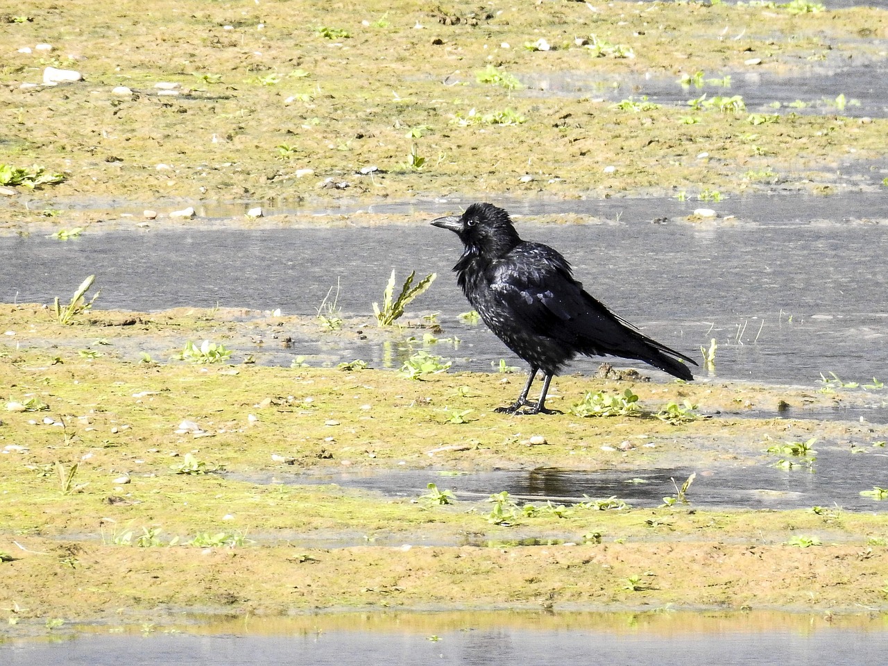 Carrion Varna, Varna, Paukštis, Gamta, Gyvūnas, Nemokamos Nuotraukos,  Nemokama Licenzija