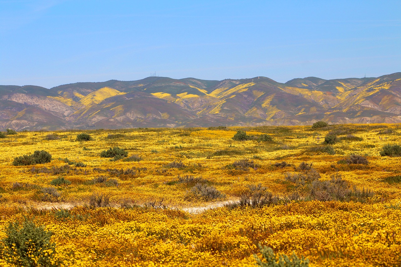 Carrizo Lyguma, Superbloom, Pavasaris, Kalifornija, Gamta, Laukinės Vasaros Spalvos, Vaizdingas, Pavasaris, Kraštovaizdis, Natūralus