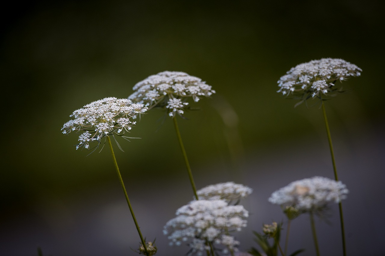 Morkos, Laukiniai Morkos, Augalas, Pievų Augalai, Laukinis Augalas, Daucus Carota, Uždaryti, Gamta, Pieva, Žiedas