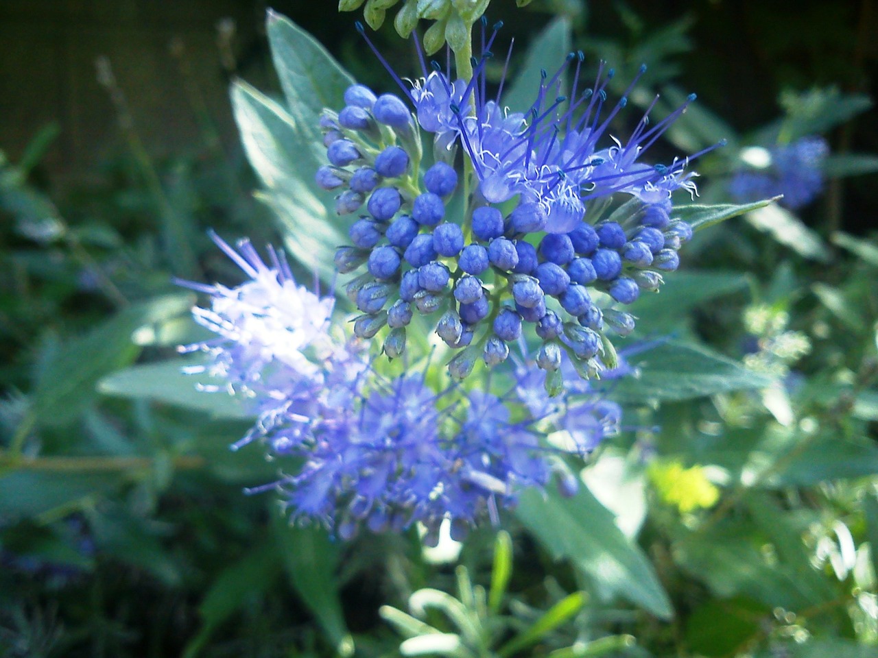 Caryopteris, Gėlė, Mėlynas, Nemokamos Nuotraukos,  Nemokama Licenzija