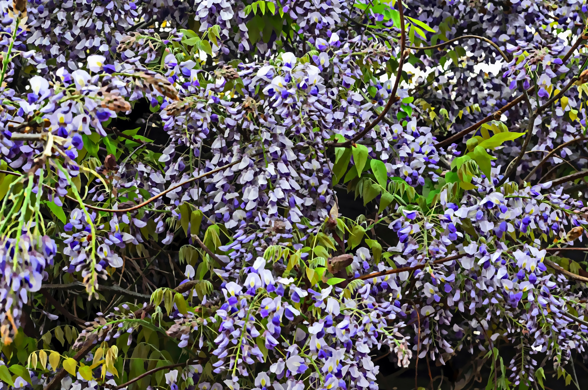 Gėlė,  Gėlės,  Violetinė,  Gėlių,  Pavasaris,  Violetinės Gėlės Kaskados, Nemokamos Nuotraukos,  Nemokama Licenzija