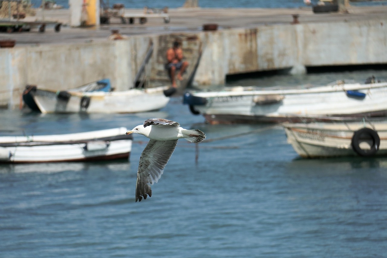 Cascais, Portugal, Įlanka, Mėlyna Jūra, Sūrus Vanduo, Laivai, Valtys, Tylus, Ramus, Ramybė