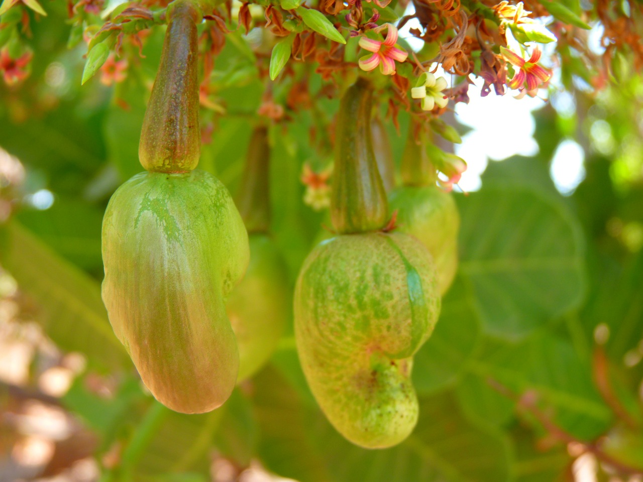 Anakardžiai, Anakardžio Riešutas, Cashewbaum, Anakardžių Šerdys, Augalas, Riešutas, Nemokamos Nuotraukos,  Nemokama Licenzija