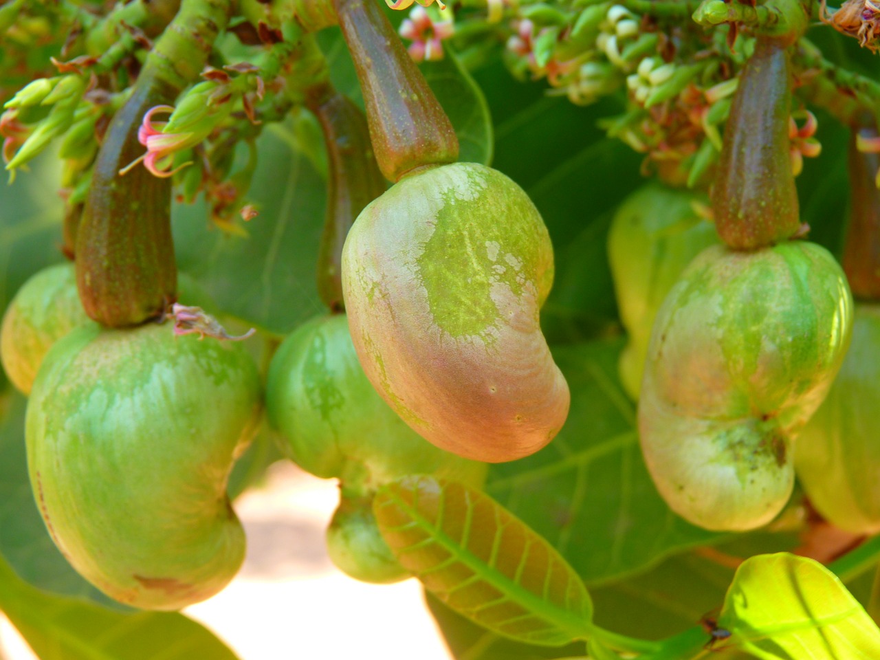 Anakardžiai, Anakardžio Riešutas, Cashewbaum, Anakardžių Šerdys, Augalas, Riešutas, Nemokamos Nuotraukos,  Nemokama Licenzija