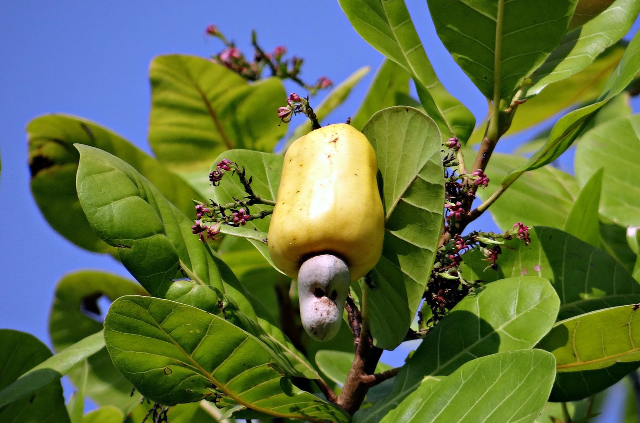 Anakardžių Riešutai, Vaisiai, Prinokę, Geltona, Anacardiaceae, Medis, Indija, Nemokamos Nuotraukos,  Nemokama Licenzija