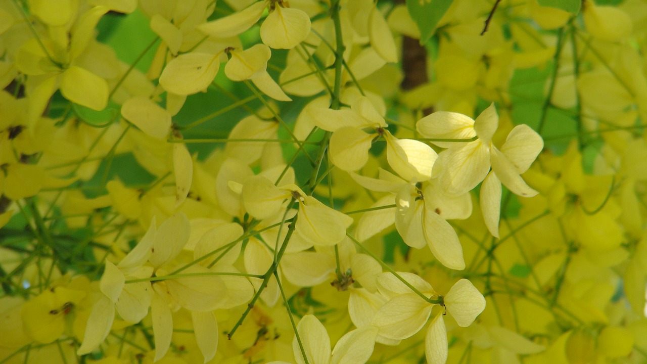 Cassia Fistula, Tolimasis Rytas, Vasara, Nemokamos Nuotraukos,  Nemokama Licenzija