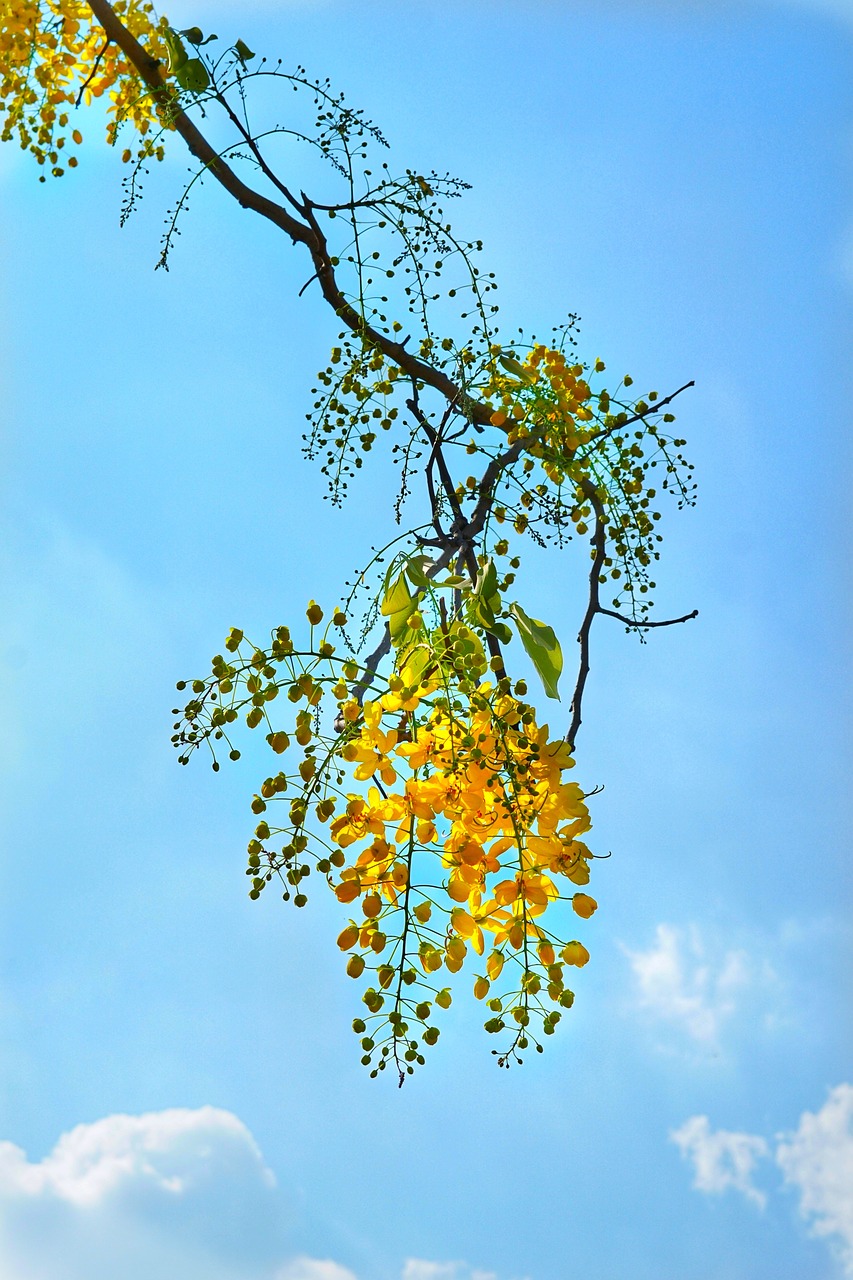 Cassia Fistula,  Aukso Lietaus Medis,  Geltona,  Gėlė,  Tailando Nacionalinė Gėlė,  Medis,  Gamta,  Filialas,  Lapai,  Sezonas