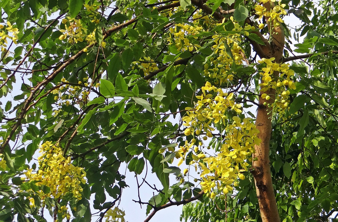 Cassia Fistula, Aukso Dušo Medis, Amaltas, Flora, Fabaceae, Indija, Nemokamos Nuotraukos,  Nemokama Licenzija