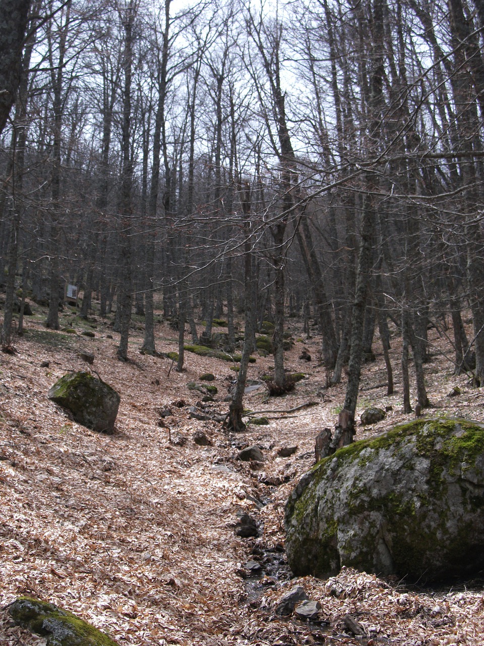 Castañar, Ruda, Lapai, Žiema, Miškas, Nemokamos Nuotraukos,  Nemokama Licenzija