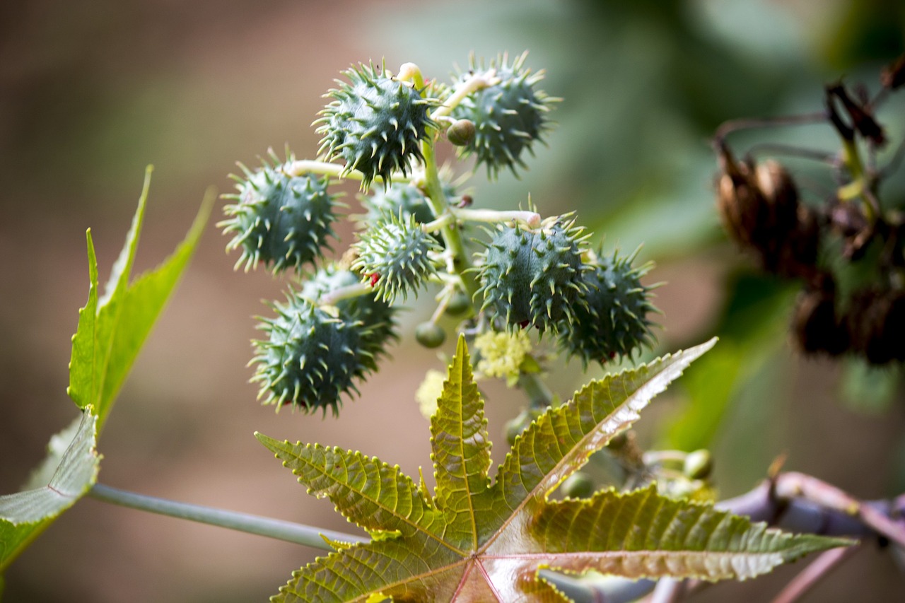 Ratukas, Sėkla, Sėklos, Medis, Gamta, Skraidantis, Ricinus Communis, Mamoneira, Augalas, Auginimas