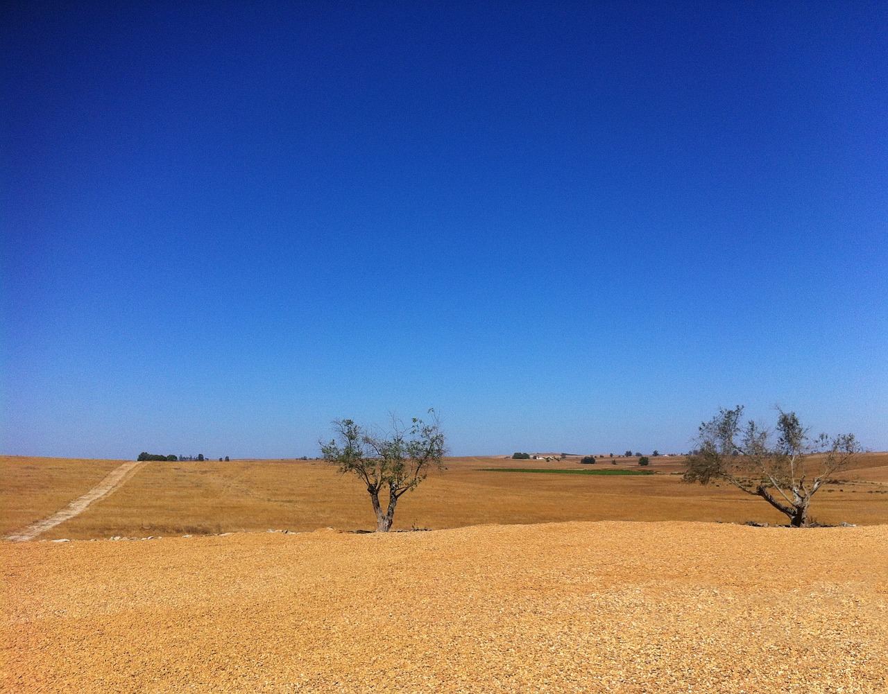 Castro Verde,  Beja,  Alentejo,  Portugal,  Laukas,  Alyvmedis,  Vasara,  Dykumėjimas, Nemokamos Nuotraukos,  Nemokama Licenzija