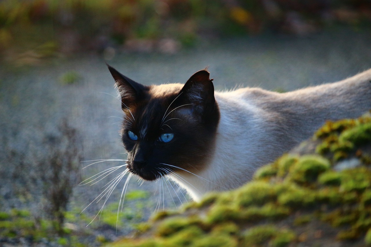 Katė, Siamo Katė, Veislės Katė, Felidae, Akys, Mėlyna Akis, Nemokamos Nuotraukos,  Nemokama Licenzija