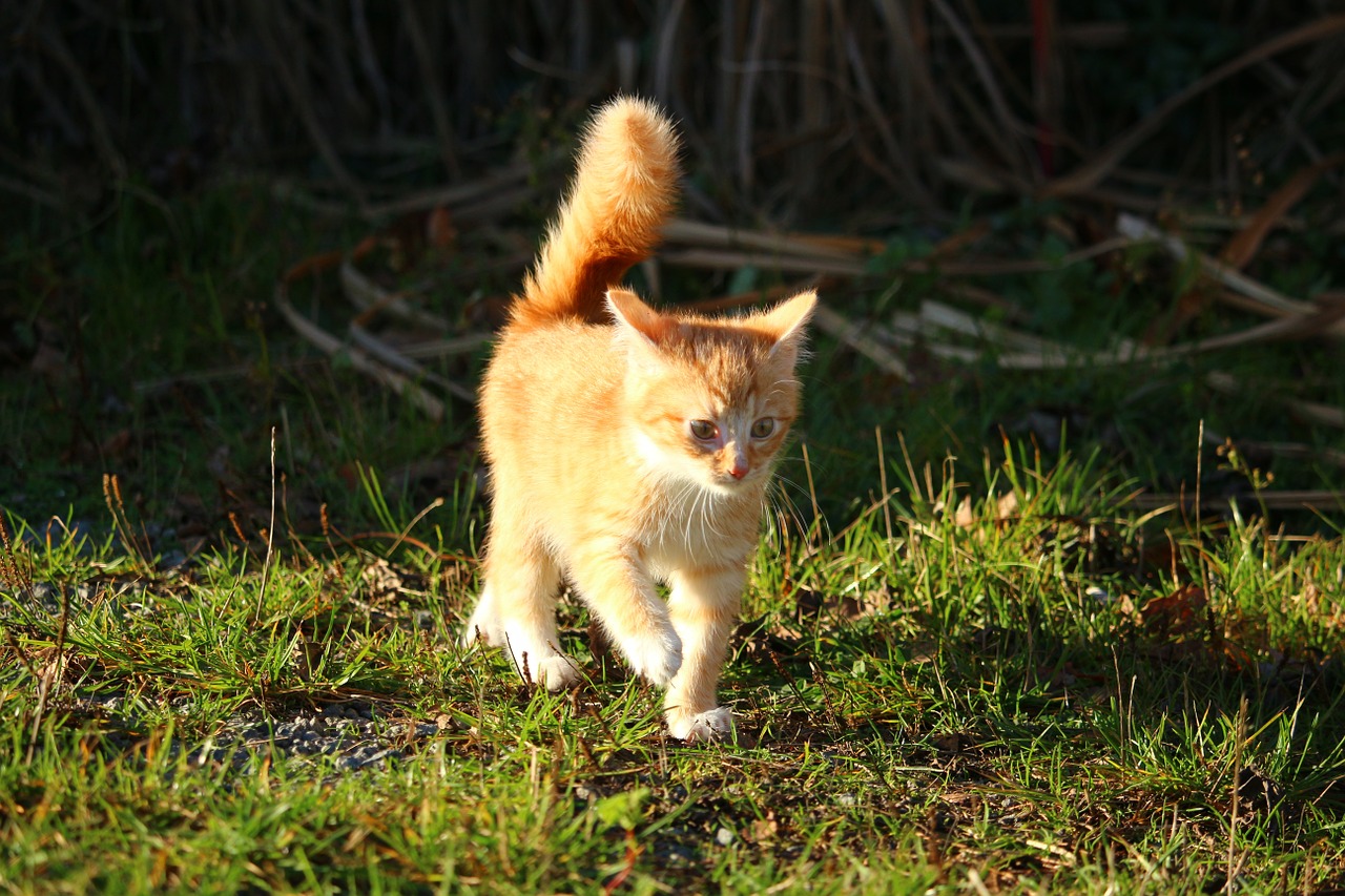 Katė, Kačiukas, Katė Kūdikis, Jauni Katinai, Skumbrė, Raudonos Skumbrės Tabby, Ruduo, Žolė, Nemokamos Nuotraukos,  Nemokama Licenzija