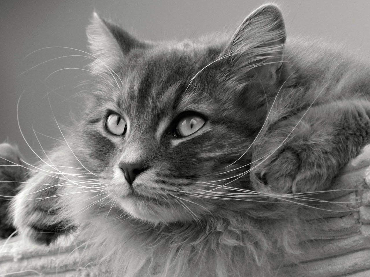 Katė, Siberianas, Tomcat, Nemokamos Nuotraukos,  Nemokama Licenzija