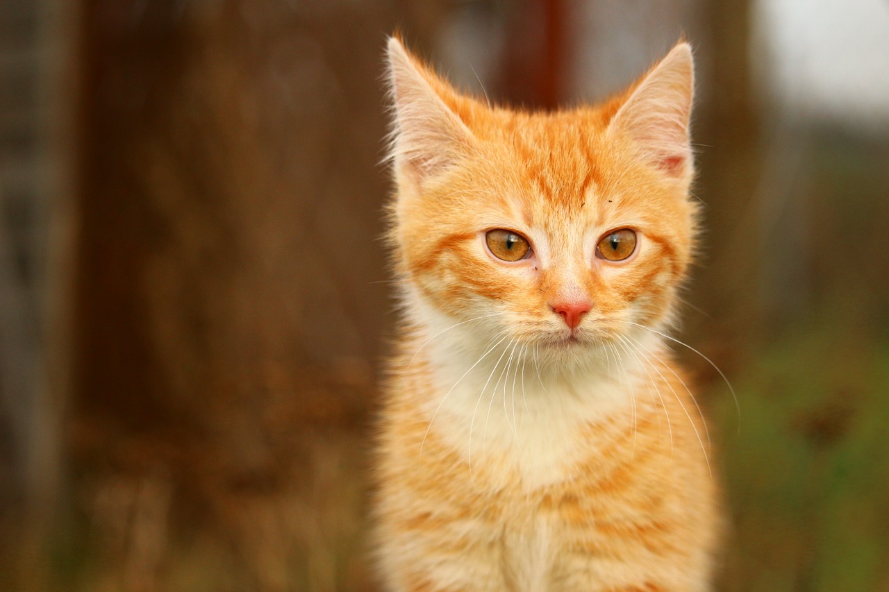 Katė, Kačiukas, Žolė, Katė Kūdikis, Raudona Katė, Jaunas Katinas, Raudonos Skumbrės Tabby, Nemokamos Nuotraukos,  Nemokama Licenzija