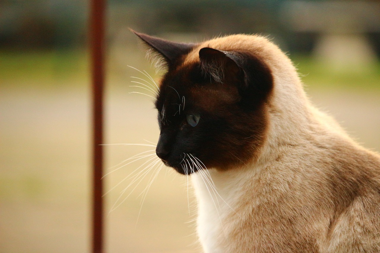 Katė, Siamo Katė, Kačių Portretas, Veislės Katė, Felidae, Katės Akys, Nemokamos Nuotraukos,  Nemokama Licenzija