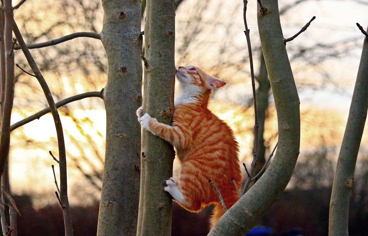 Katė, Kačiukas, Raudonos Skumbrės Tabby, Raudona Katė, Jaunas Katinas, Katė Kūdikis, Medis, Lipti, Nemokamos Nuotraukos,  Nemokama Licenzija