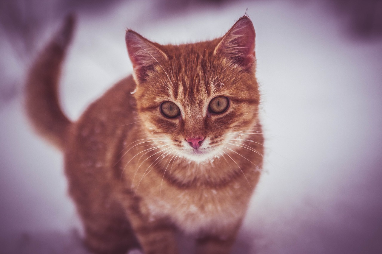 Katė, Sniegas, Žaisti, Snaigės, Apie, Nemokamos Nuotraukos,  Nemokama Licenzija