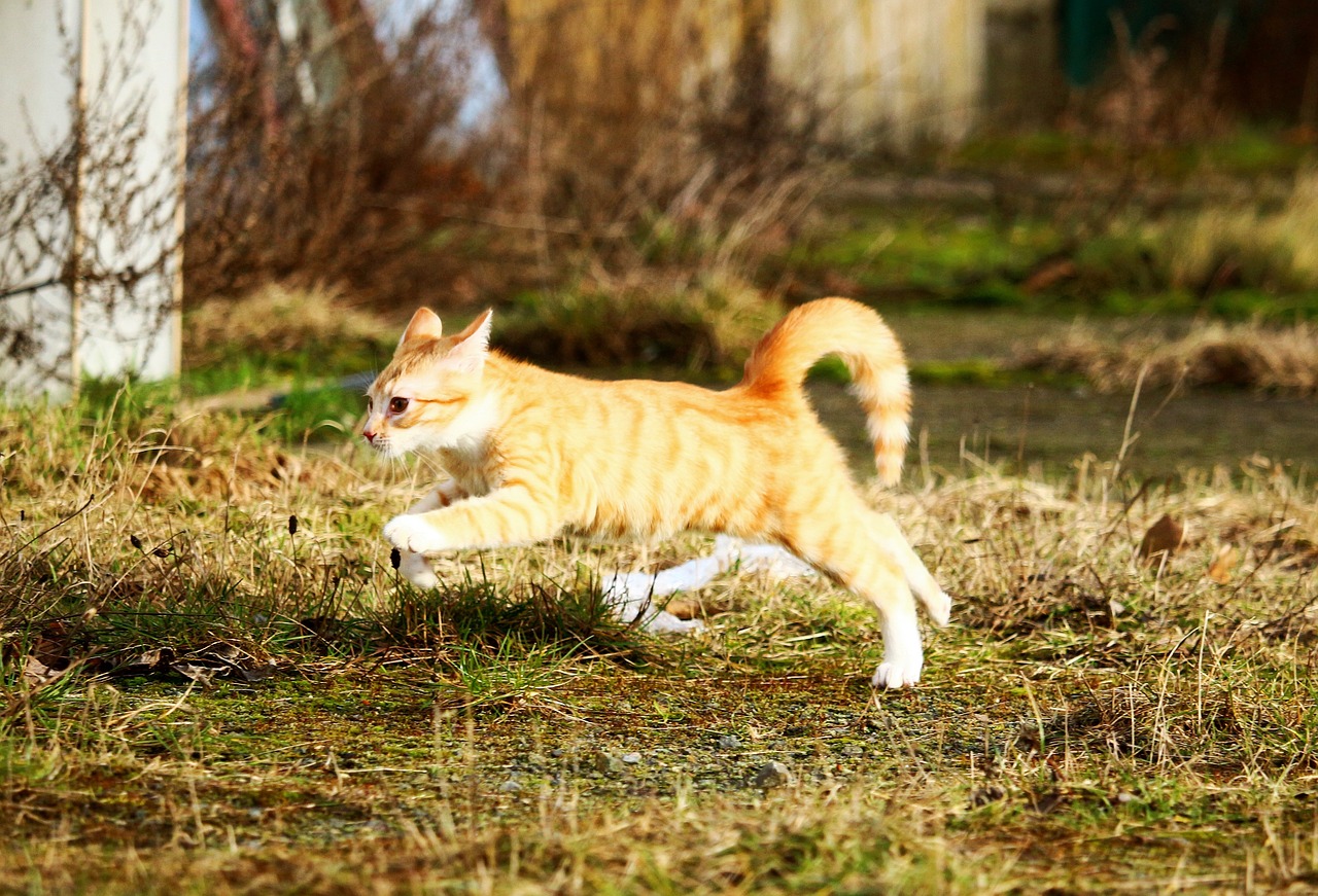 Katė, Kačiukas, Raudonos Skumbrės Tabby, Šokinėti, Pieva, Žaisti, Jaunas Katinas, Katė Kūdikis, Raudona Katė, Naminis Katinas