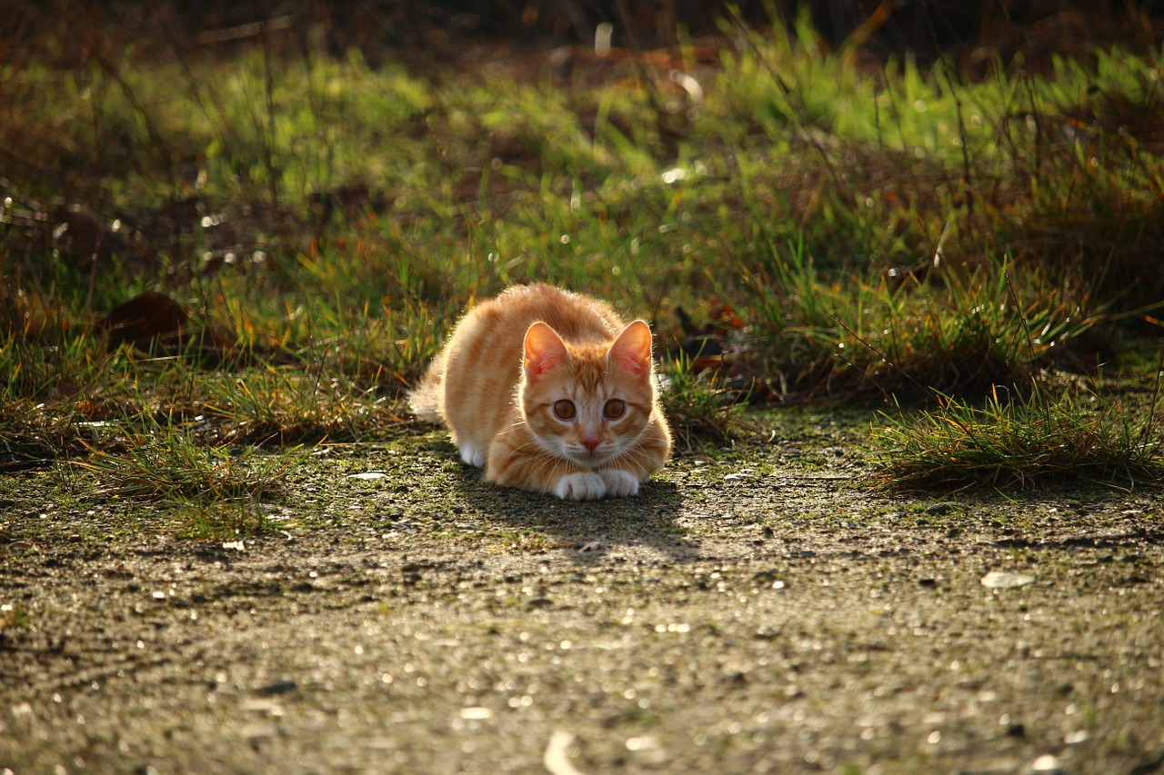 Katė, Kačiukas, Raudonos Skumbrės Tabby, Raudona Katė, Mieze, Katės Akys, Felidae, Kačių Portretas, Nemokamos Nuotraukos,  Nemokama Licenzija