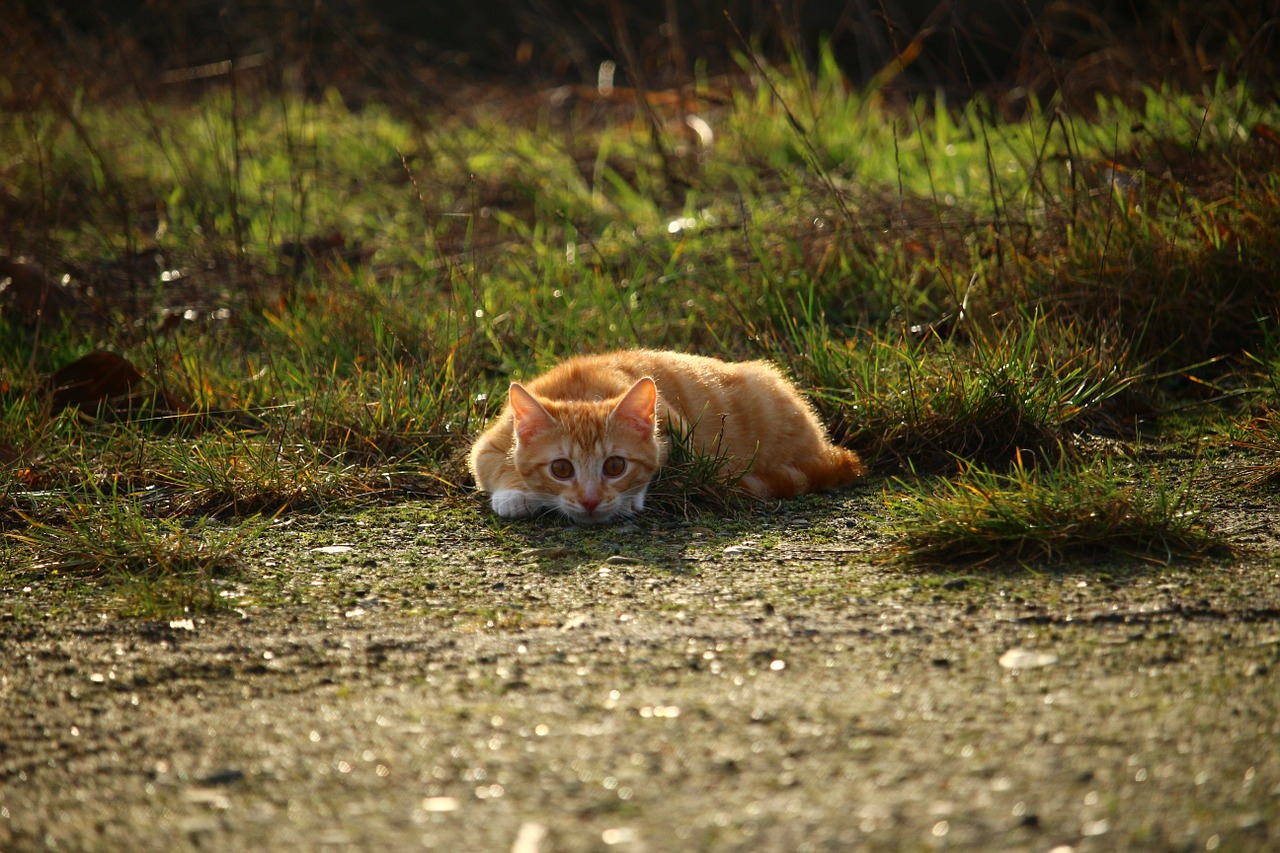 Katė, Kačiukas, Raudonos Skumbrės Tabby, Raudona Katė, Jaunas Katinas, Skumbrė, Nemokamos Nuotraukos,  Nemokama Licenzija