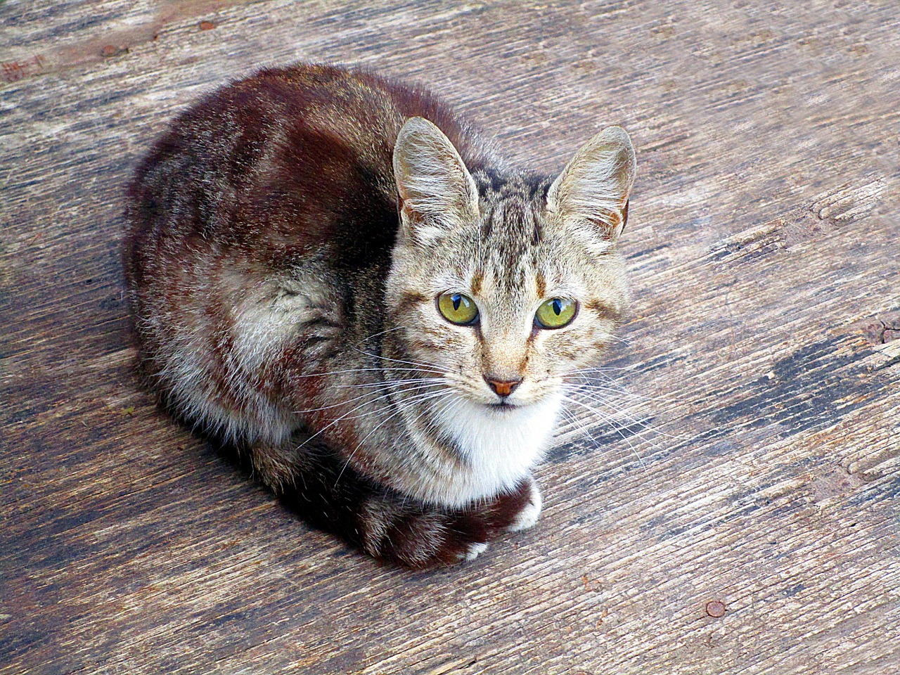 Katė, Atrodo, Gyvūnas, Kamufliažas, Akys, Kačių, Gata, Naminis Gyvūnėlis, Kačių Išvaizda, Kačiukas