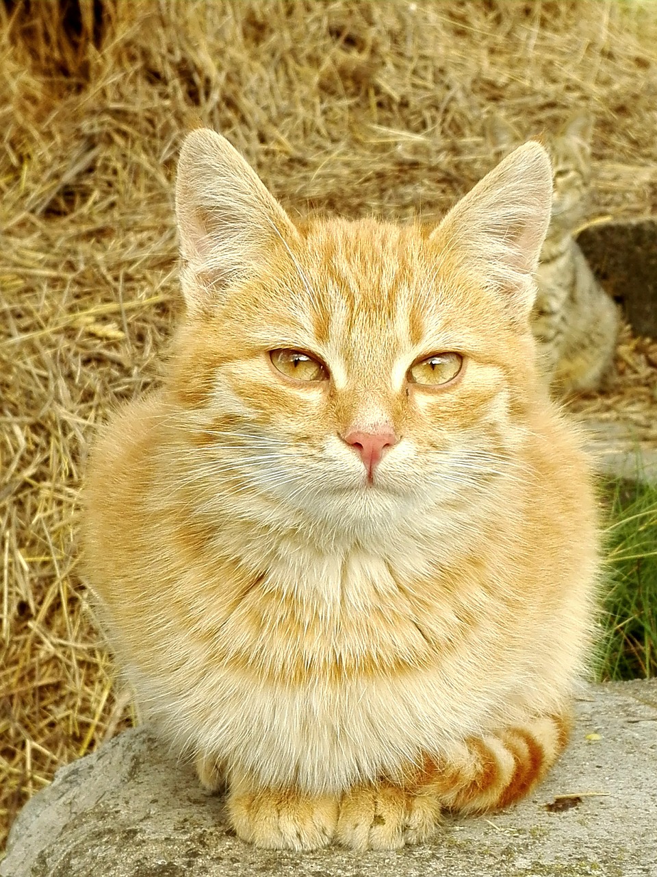 Katė, Stubentieger, Gyvūnas, Naminis Katinas, Mieze, Naminis Gyvūnėlis, Kačių Veido, Nemokamos Nuotraukos,  Nemokama Licenzija