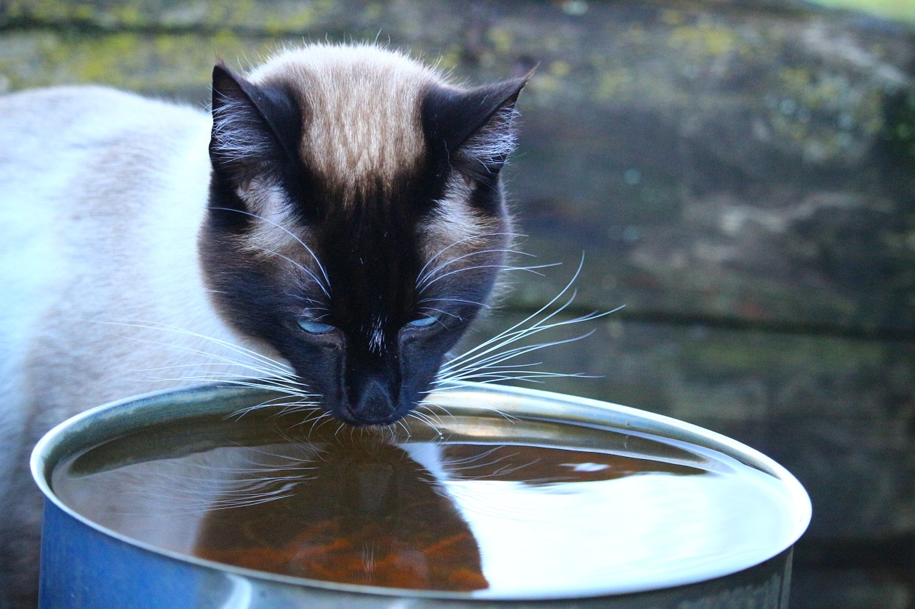 Katė, Siamo Katė, Siam, Vanduo, Gerti, Veislės Katė, Felidae, Mieze, Nemokamos Nuotraukos,  Nemokama Licenzija