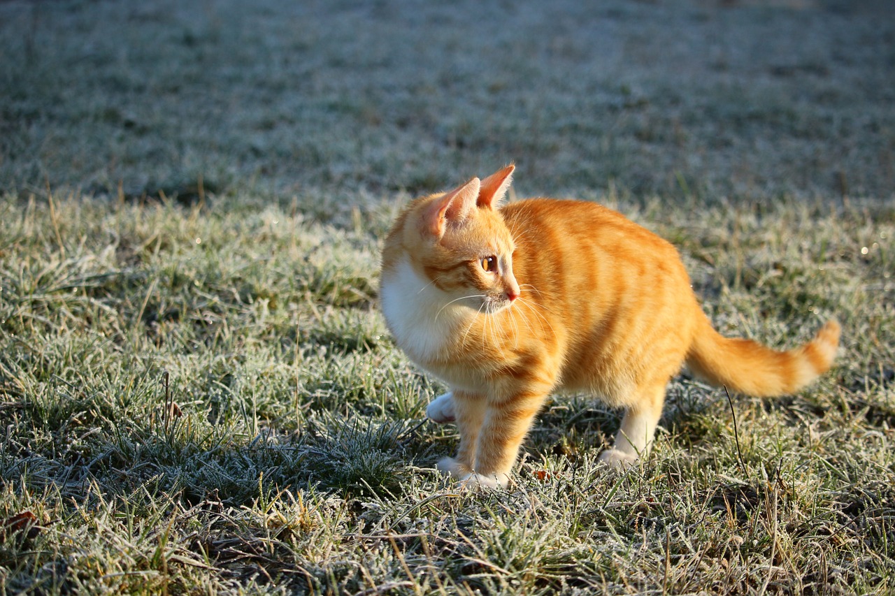 Katė, Kačiukas, Skumbrė, Raudonos Skumbrės Tabby, Raudona Katė, Šaltis, Žiema, Žolė, Mieze, Tigro Katinas