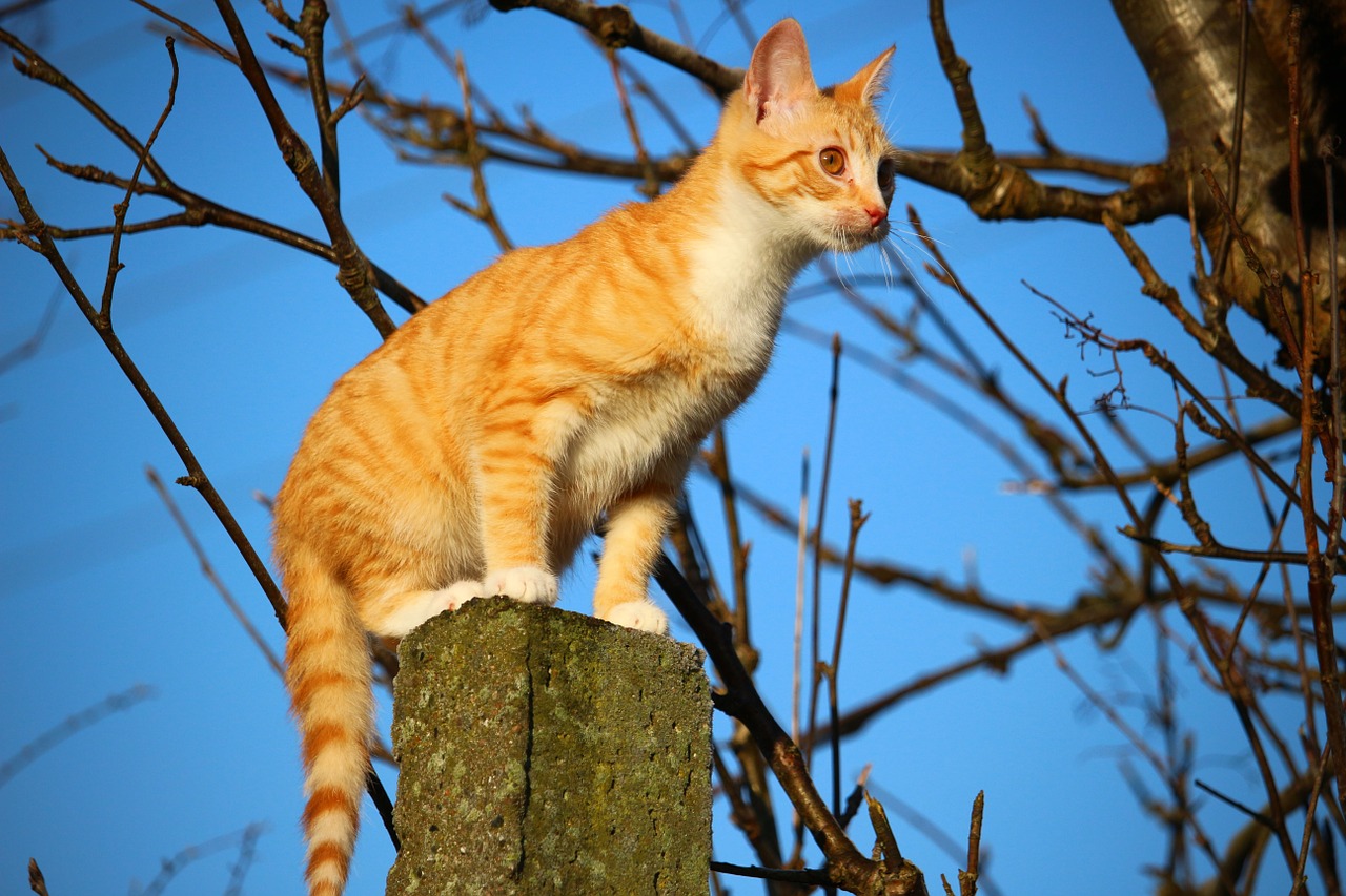 Katė, Kačiukas, Skumbrė, Raudonos Skumbrės Tabby, Raudona Katė, Katė Kūdikis, Jauni Katinai, Jaunas Katinas, Mieze, Naminis Katinas