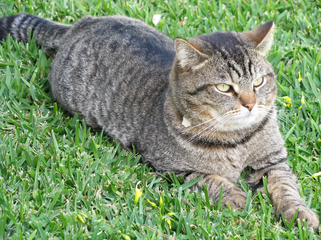 Katė, Gyvūnas, Naminis Gyvūnėlis, Kačių, Poilsis, Augintiniai, Fauna, Gamta, Nemokamos Nuotraukos,  Nemokama Licenzija