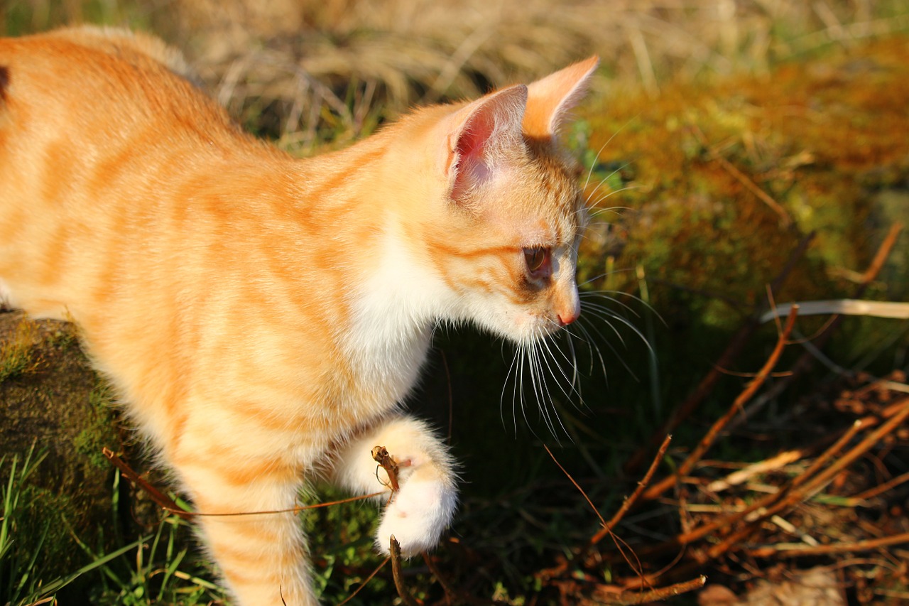 Katė, Kačiukas, Raudonos Skumbrės Tabby, Katė Kūdikis, Raudona Katė, Jaunas Katinas, Naminis Katinas, Nemokamos Nuotraukos,  Nemokama Licenzija