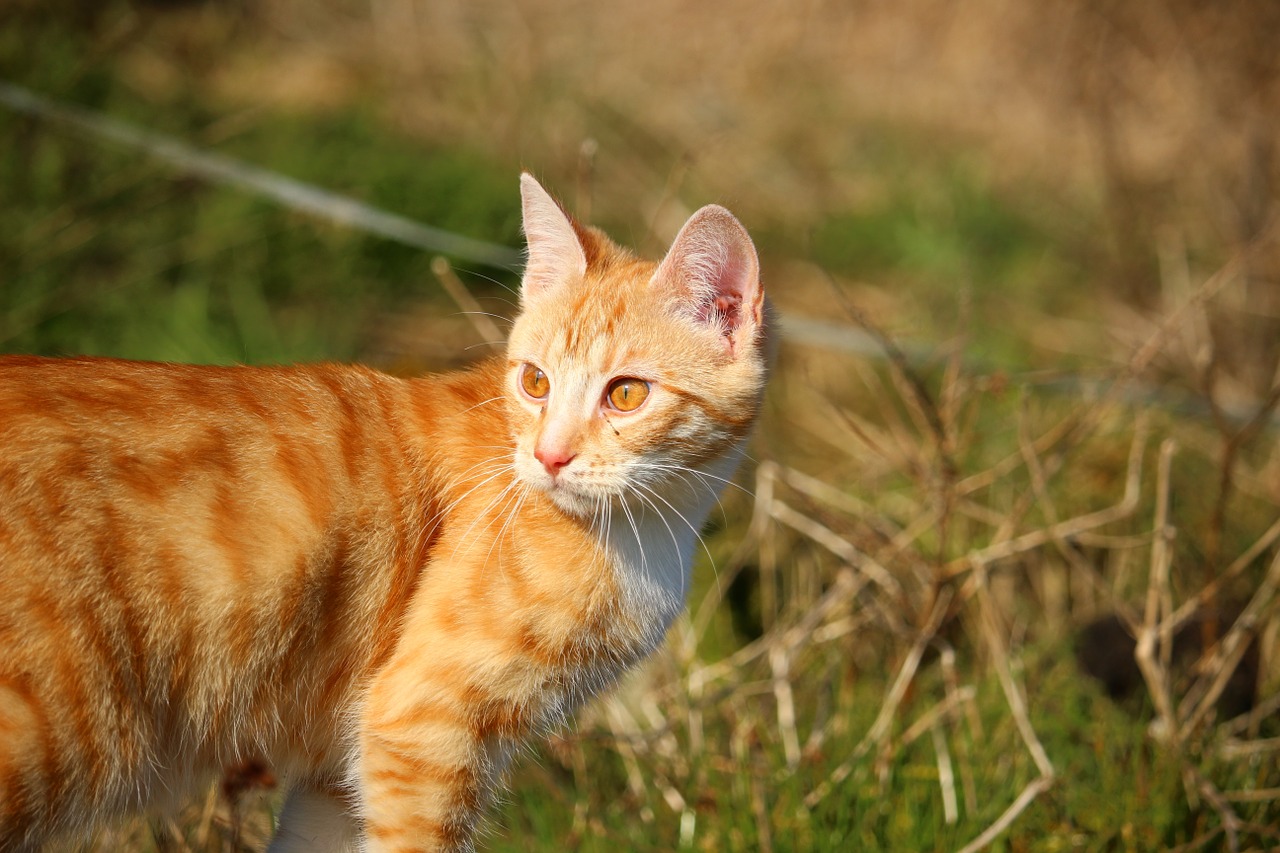 Katė, Kačiukas, Raudonos Skumbrės Tabby, Katė Kūdikis, Raudona Katė, Jaunas Katinas, Naminis Katinas, Nemokamos Nuotraukos,  Nemokama Licenzija