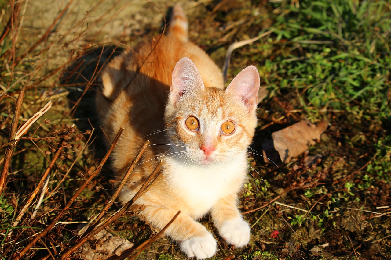 Katė, Kačiukas, Raudonos Skumbrės Tabby, Raudona Katė, Jaunas Katinas, Katė Kūdikis, Naminis Katinas, Nemokamos Nuotraukos,  Nemokama Licenzija