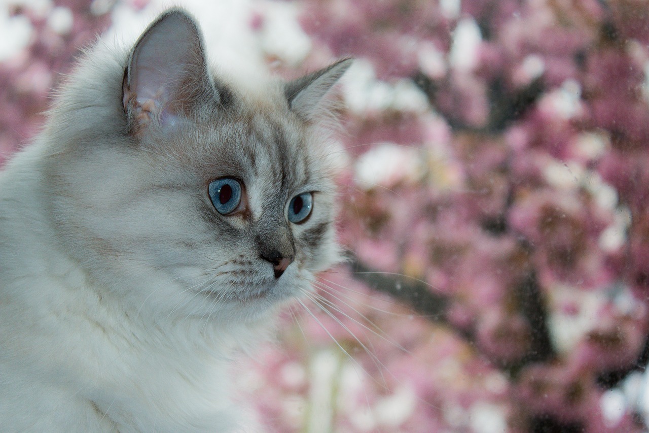 Katė, Sibiro Miško Katinas, Mėlyna Akis, Neva Masquarade, Nemokamos Nuotraukos,  Nemokama Licenzija