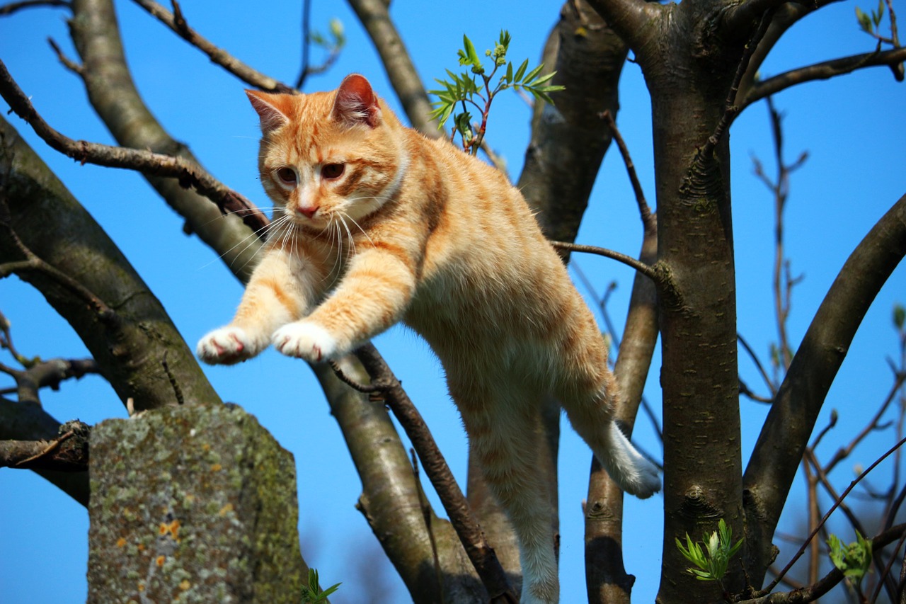 Katė, Kačiukas, Mieze, Raudonos Skumbrės Tabby, Raudona Katė, Skumbrė, Katė Kūdikis, Naminis Katinas, Jaunas Katinas, Tigro Katinas