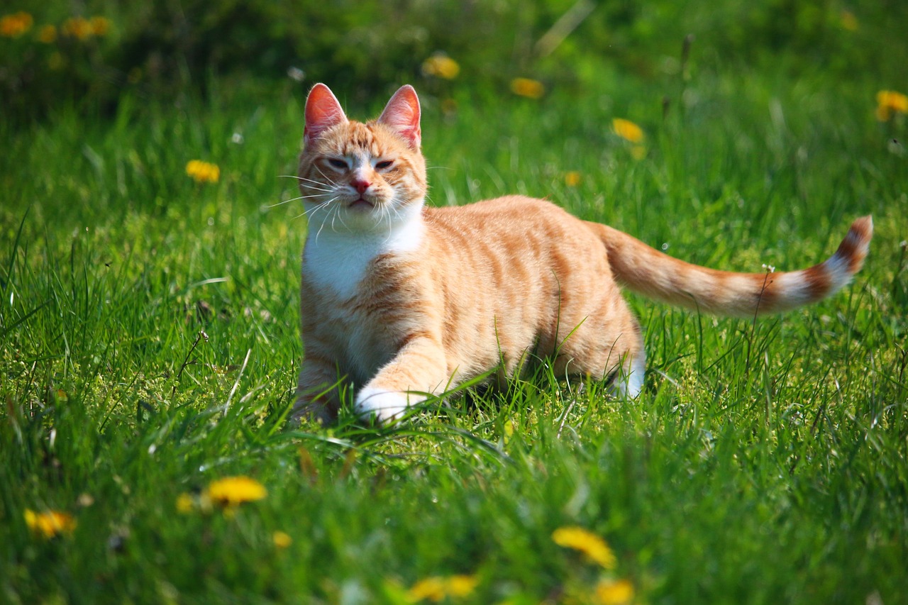 Katė, Kačiukas, Mieze, Raudonos Skumbrės Tabby, Raudona Katė, Skumbrė, Katė Kūdikis, Naminis Katinas, Jaunas Katinas, Tigro Katinas