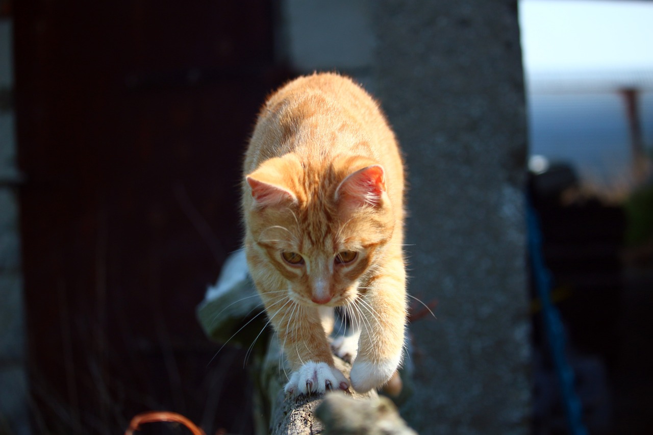 Katė, Kačiukas, Mieze, Raudonos Skumbrės Tabby, Raudona Katė, Tigro Katinas, Skumbrė, Katė Kūdikis, Naminis Katinas, Jaunas Katinas