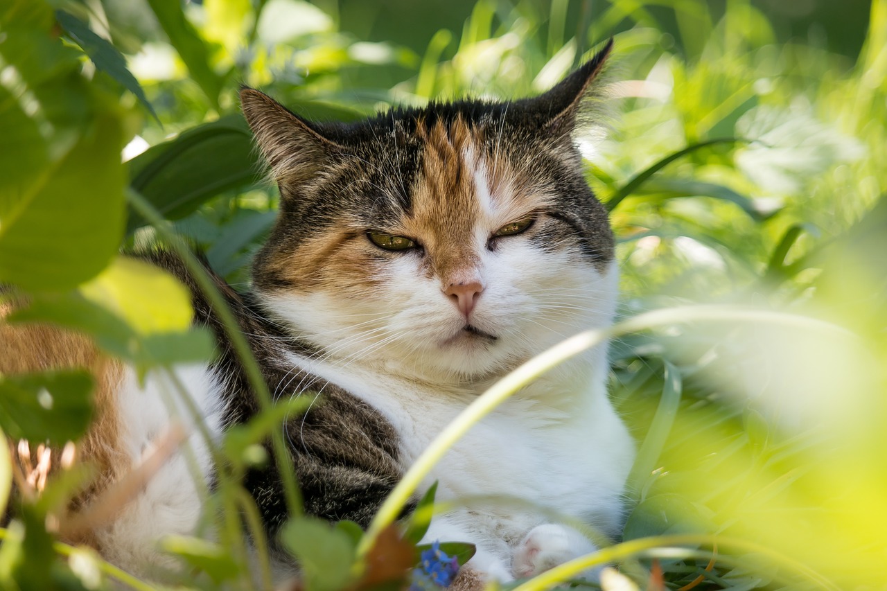 Katė, Laimingas Katinas, Naminis Katinas, Mieze, Kačių Veido, Rūpestis, Dėmesio, Žiūrėti, Stebėjimas, Kailis