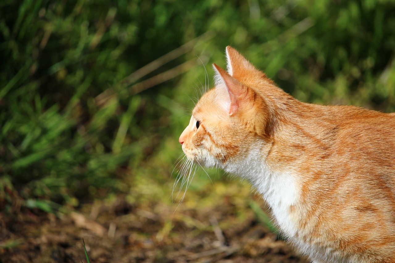 Katė, Kačiukas, Raudona Katė, Raudonos Skumbrės Tabby, Skumbrė, Jaunas Katinas, Naminis Katinas, Mieze, Nemokamos Nuotraukos,  Nemokama Licenzija