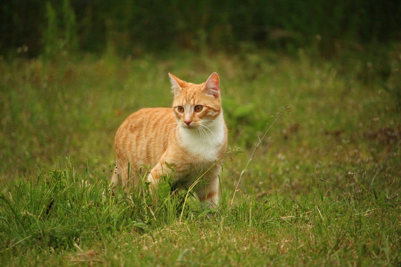 Katė, Kačiukas, Mieze, Skumbrė, Naminis Katinas, Raudona Katė, Raudonos Skumbrės Tabby, Tigro Katinas, Nemokamos Nuotraukos,  Nemokama Licenzija