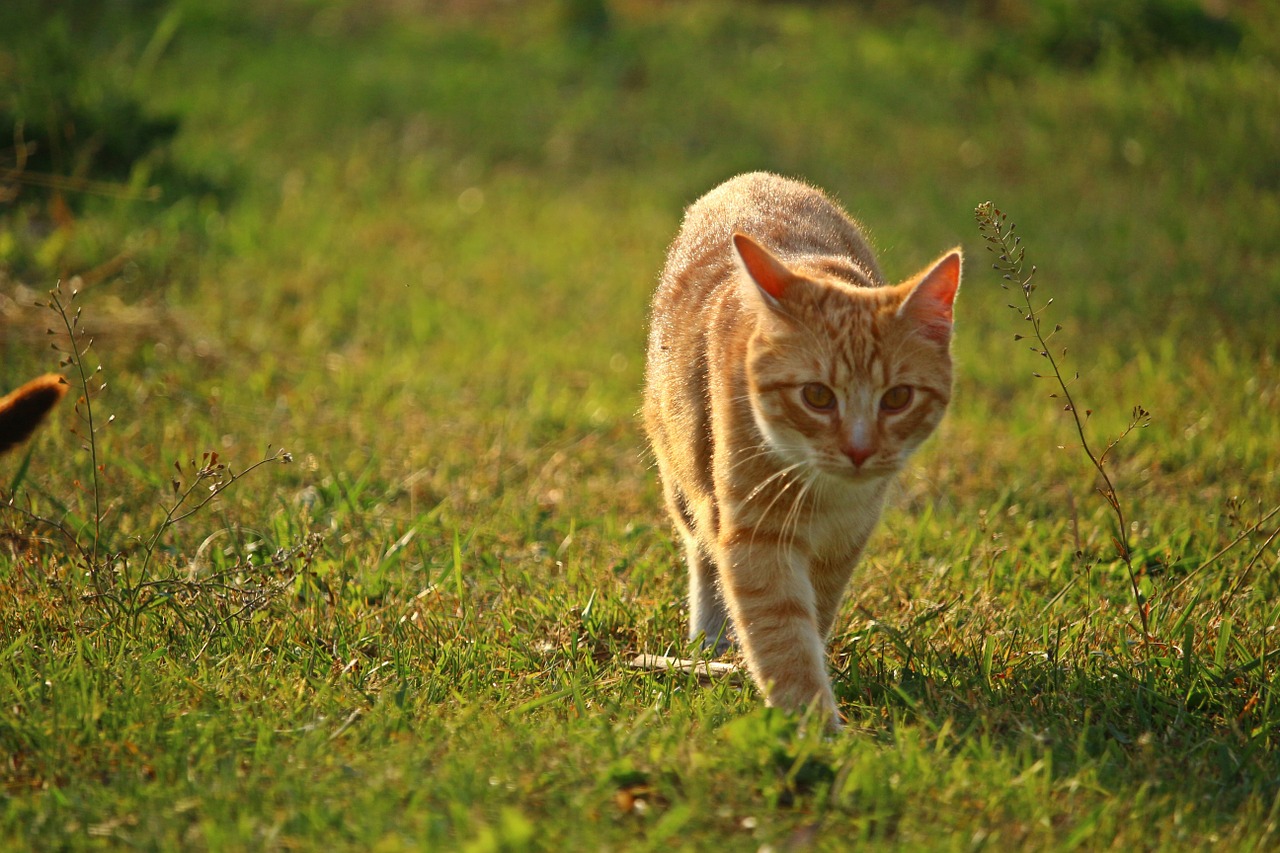 Katė, Kačiukas, Mieze, Raudonos Skumbrės Tabby, Raudona Katė, Tigro Katinas, Nemokamos Nuotraukos,  Nemokama Licenzija